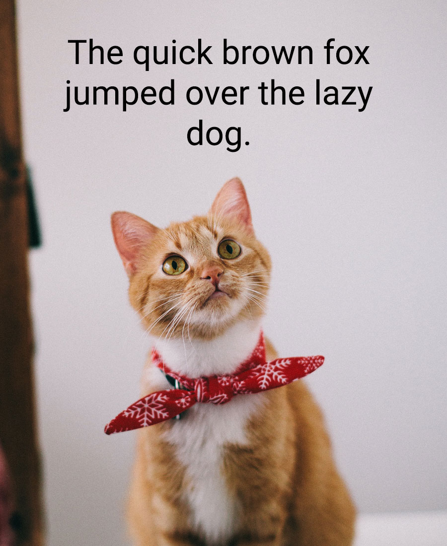 A ginger cat with a bowtie. Text overlay reads 'the quick brown fox jumped over the lazy dog'.