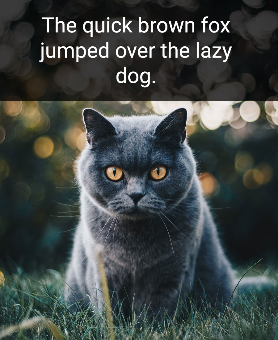 A cat sitting in grass. Text overlay reads 'the quick brown fox jumped over the lazy dog'.