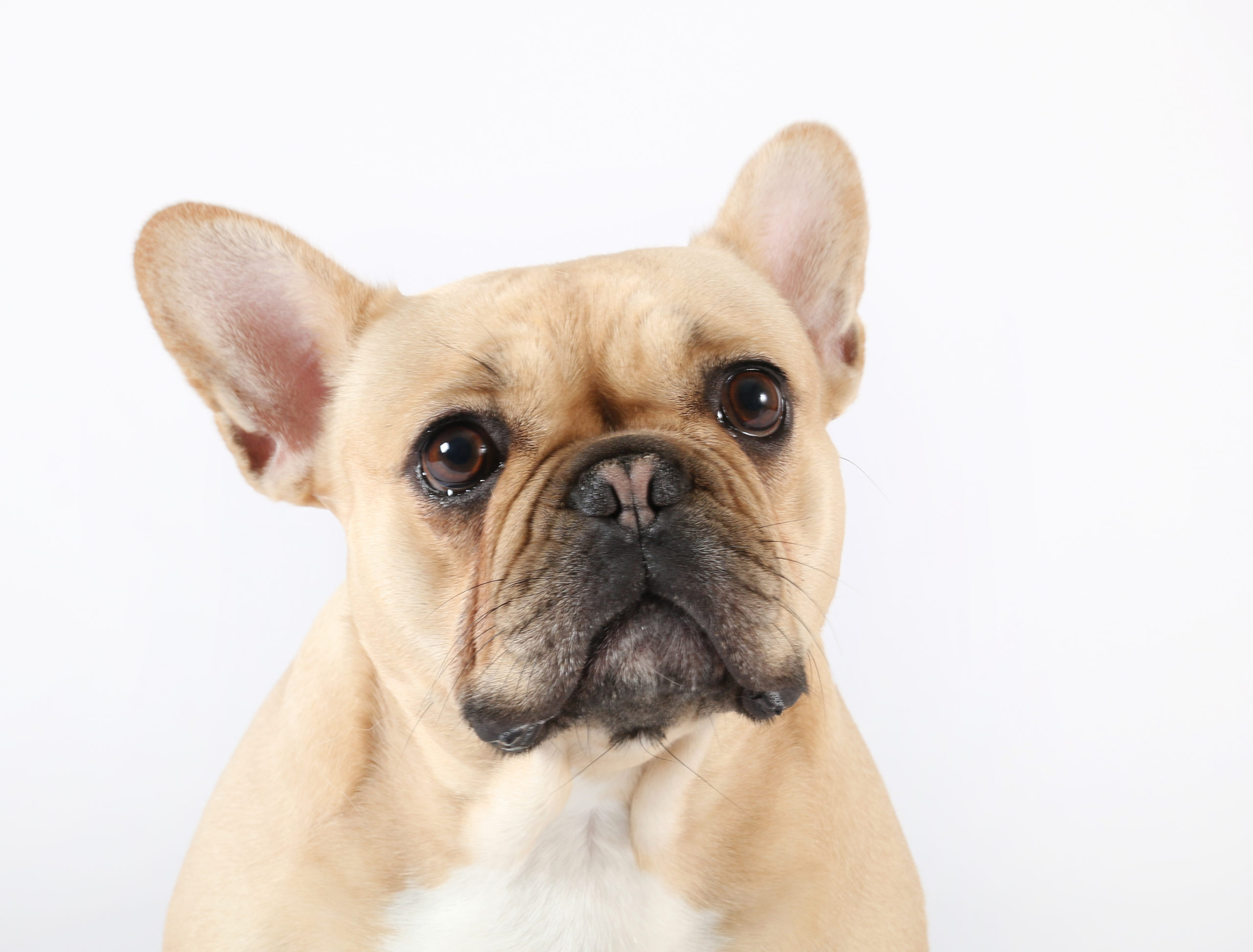 An adult French Bulldog looking at the camera with big brown eyes
