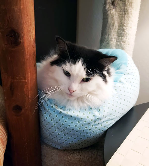 A long-haired black and white cat lying in a round polka dot bed